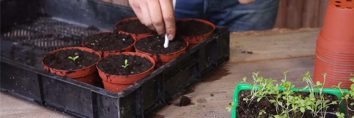 Zwergastern - Pikieren (thumbnail) Zwergastern - Pikieren (thumbnail)