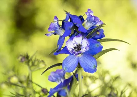 Rittersporn