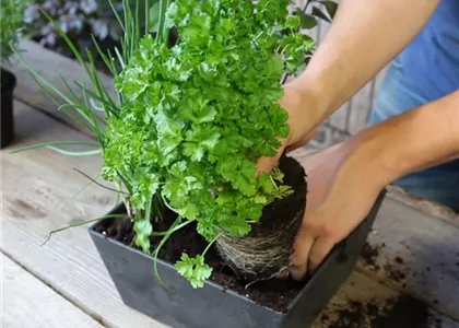 KRäUTERTOPF BEPFLANZEN