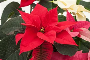 DER WEIHNACHTSSTERN DER WEIHNACHTSSTERN