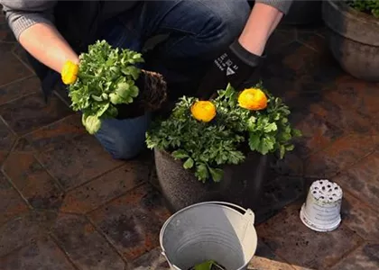 RANUNKELN - EINPFLANZEN IN EIN GEFäSS