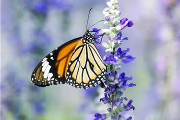 NEKTAR-GARTEN! NEKTAR-GARTEN!