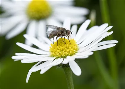 BIOLOGISCHER PFLANZENSCHUTZ IM GARTEN