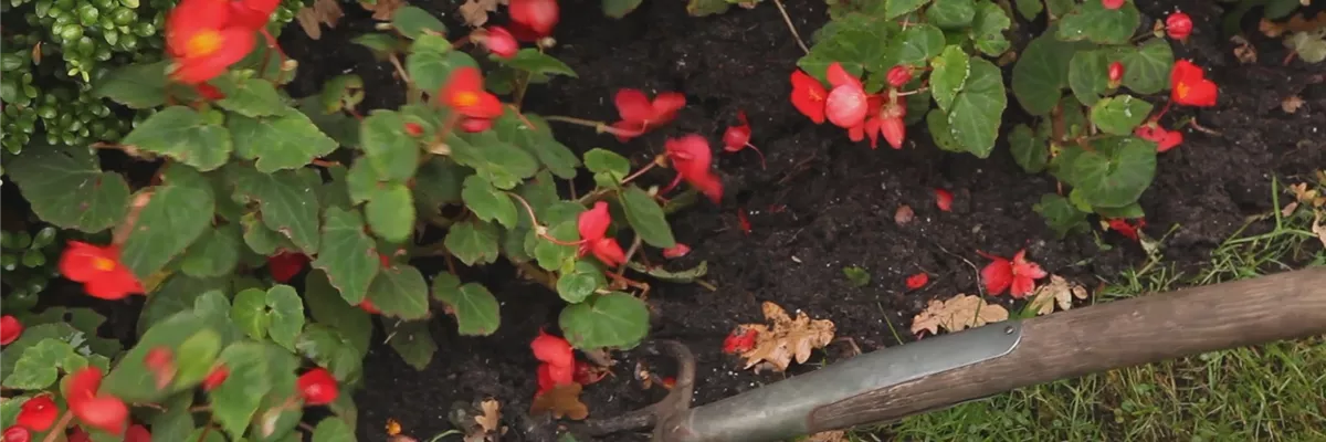 Begonien - Überwintern (thumbnail) Begonien - Überwintern (thumbnail)