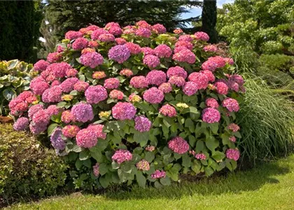 BAUERNHORTENSIE