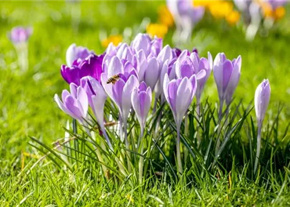 BUNTES OSTERFEST MIT FRüHLINGSBOTEN!