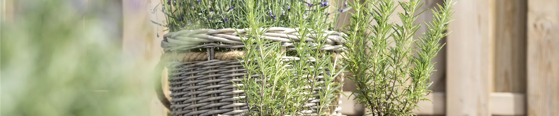 Rosamrinus officinalis, Lavandula angustifolia