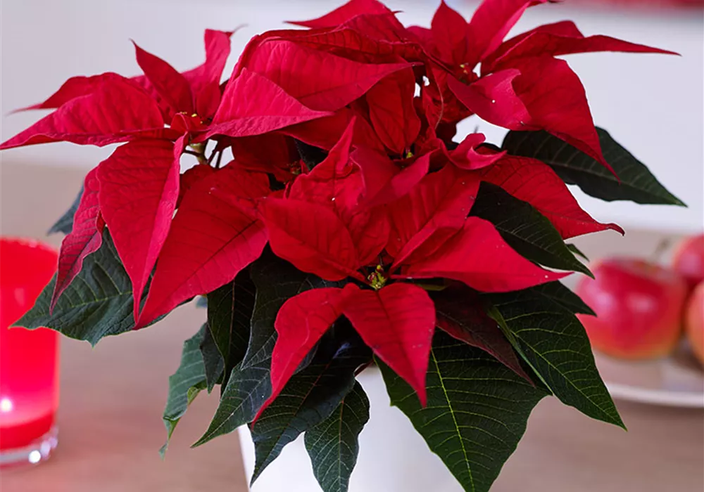 Schauen Sie vorbei bei .... - UNSEREN ADVENTSAUSSTELLUNGEN