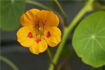 ESSBARE BLüTEN!
