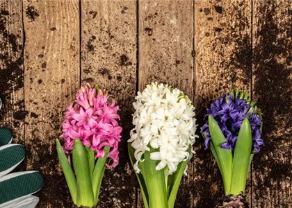 DER FRüHLING WIRD BUNT