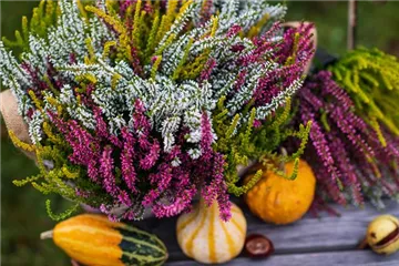 HEIDEWITZKA! HEIDEWITZKA!