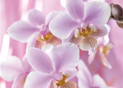 DIE TOP 8 DER WINTERBLUMEN DIE TOP 8 DER WINTERBLUMEN