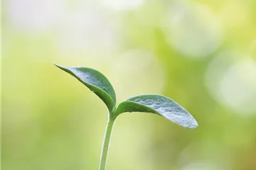 GENUSSGARTEN! GENUSSGARTEN!