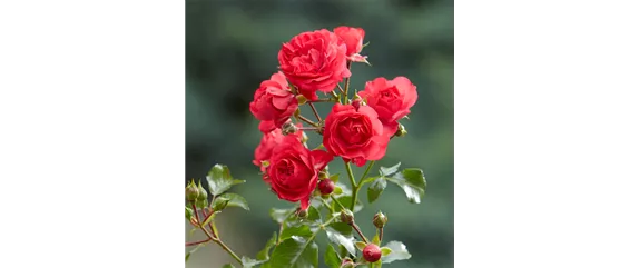 BODENDECKER-ROSE