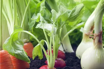 GUTE NACHBARN! GUTE NACHBARN!