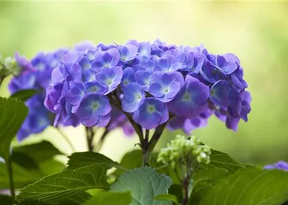 DIE HORTENSIE - DER SCHöNE GARTENKLASSIKER
