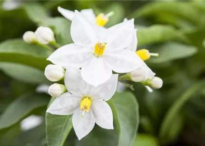 DER SOMMERJASMIN!