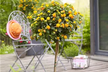 WIE GEHT... KüBEL BEPFLANZEN? WIE GEHT... KüBEL BEPFLANZEN?