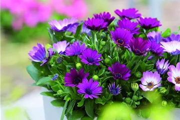 SOMMERLAUNE! SOMMERLAUNE!