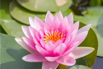 WASSERGARTEN! WASSERGARTEN!