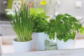 WIE GEHT... KüCHENKRäUTER WIE GEHT... KüCHENKRäUTER