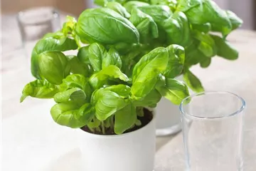 KüCHENFREUNDE! KüCHENFREUNDE!