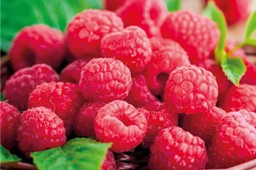 OBSTGARTEN! OBSTGARTEN!