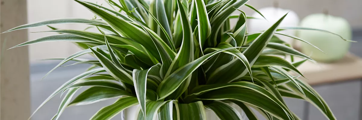 WIE GEHT... LUFTVERBESSERUNG?