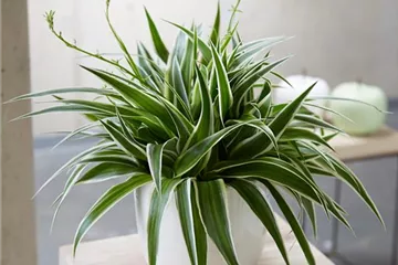 WIE GEHT... LUFTVERBESSERUNG? WIE GEHT... LUFTVERBESSERUNG?