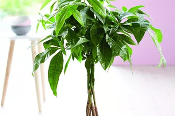 LEBE GRüNER! LEBE GRüNER!