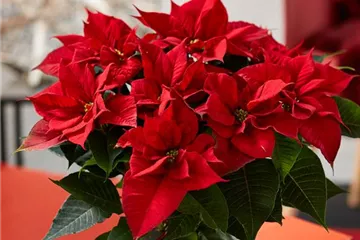 WIE GEHT... WEIHNACHTSSTERN PFLEGEN? WIE GEHT... WEIHNACHTSSTERN PFLEGEN?