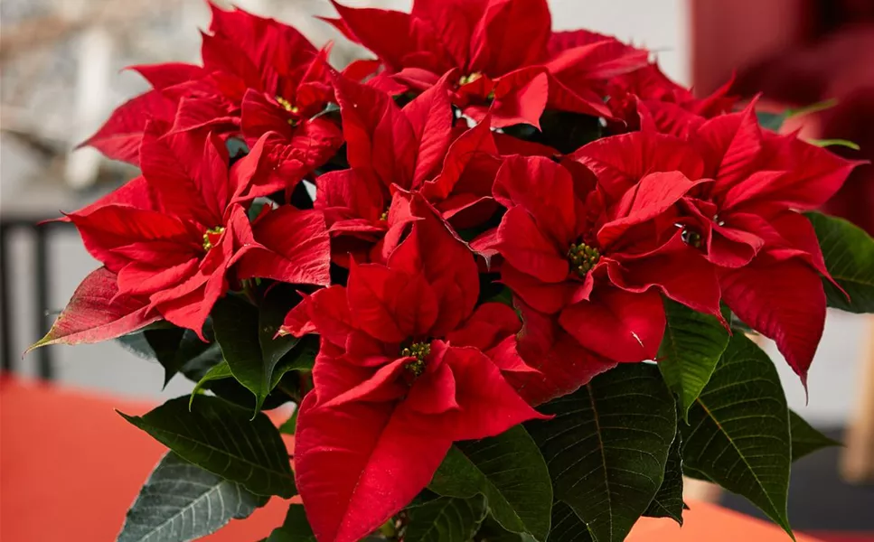 UNSERE ANGEBOTE DER WOCHE!