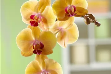 WIE GEHT... MALAYENBLUME PFLEGEN? WIE GEHT... MALAYENBLUME PFLEGEN?