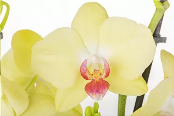 EXOTISCH SCHöN! EXOTISCH SCHöN!