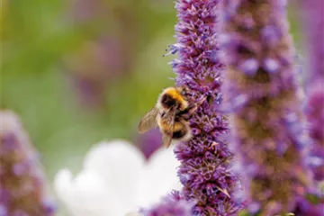 DAS GROSSE KRABBELN! 