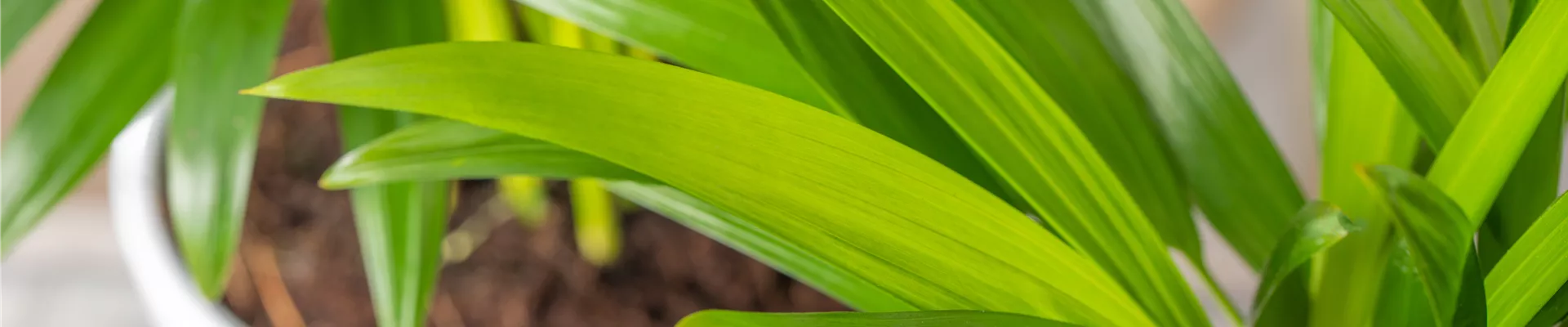 Chrysalidocarpus lutescens