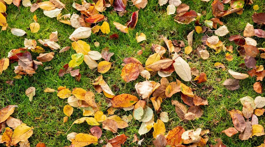 Herbst - Laub