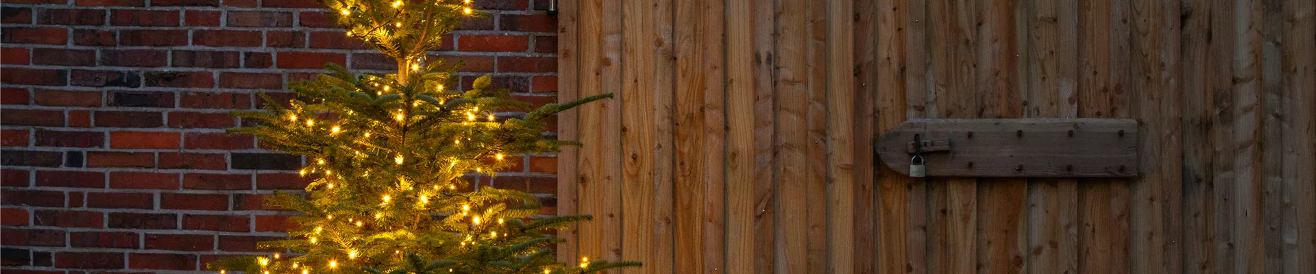 Lichter im Garten - beleuchtete Tanne