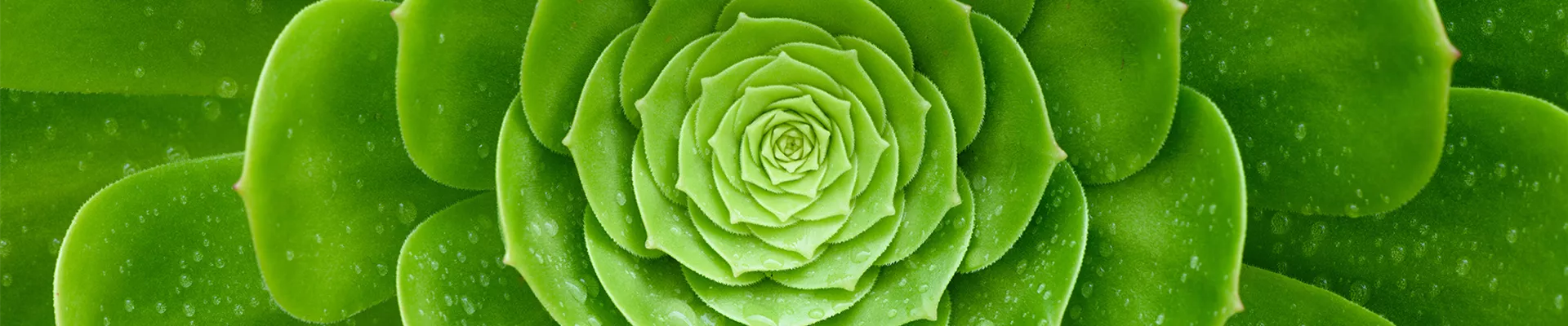 Pflanze des Monats Februar: Sukkulenten