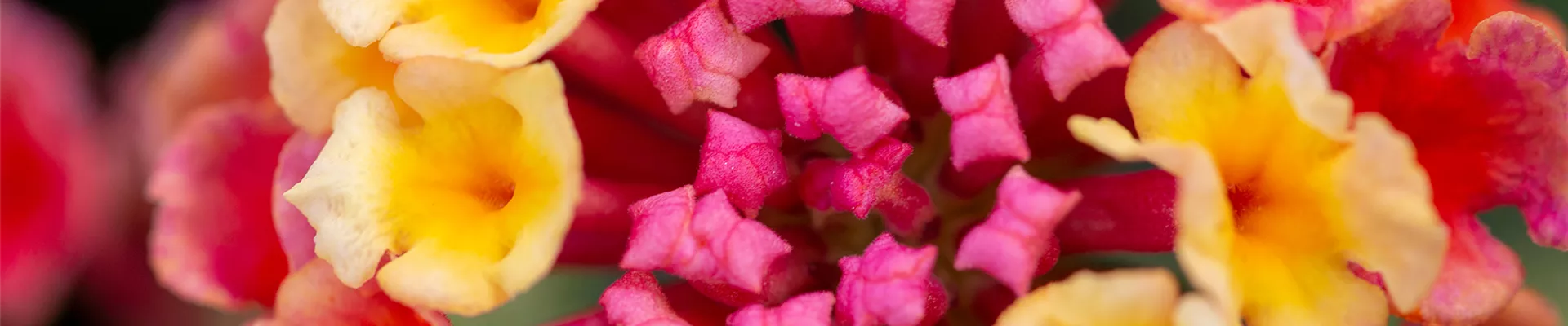Pflanze des Monats Juli: Wandelröschen