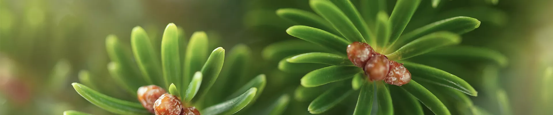 PFLANZE DES MONATS DEZEMBER: TANNE