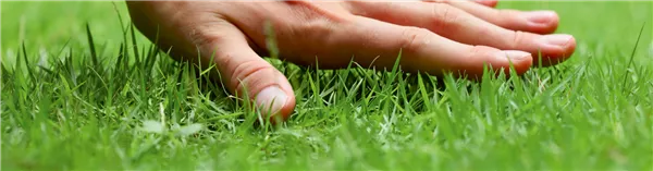 Kostenfreies Rasenseminar - jetzt anmelden!