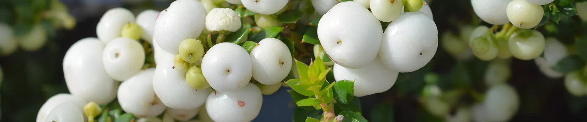 Pflanze des Monats November: Torfmyrte