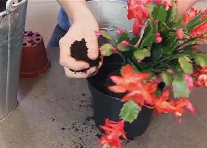 WEIHNACHTSKAKTUS - EINPFLANZEN IN EIN GEFÄß WEIHNACHTSKAKTUS - EINPFLANZEN IN EIN GEFÄß