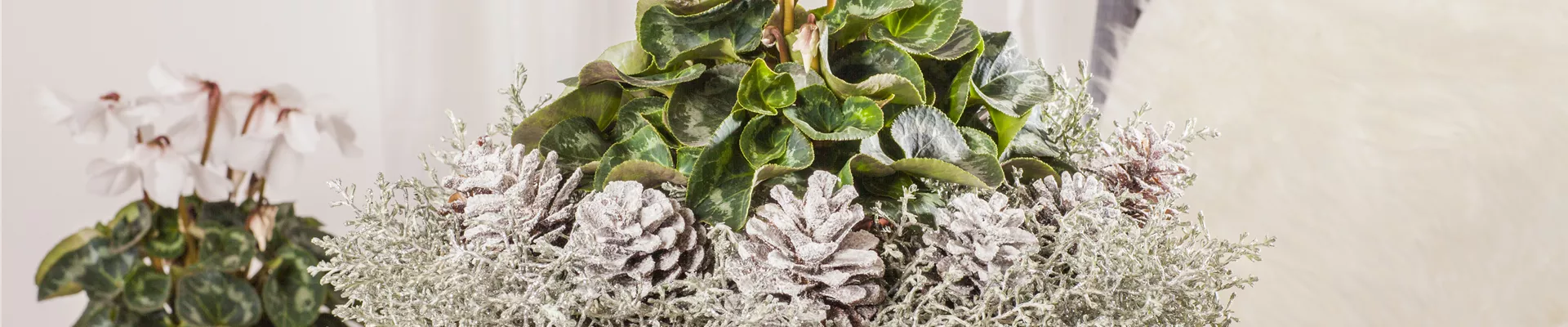 Cyclamen persicum, weiß