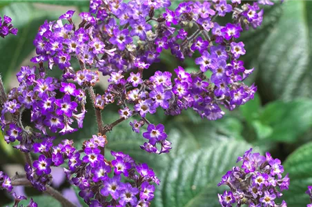 Vanilleblume