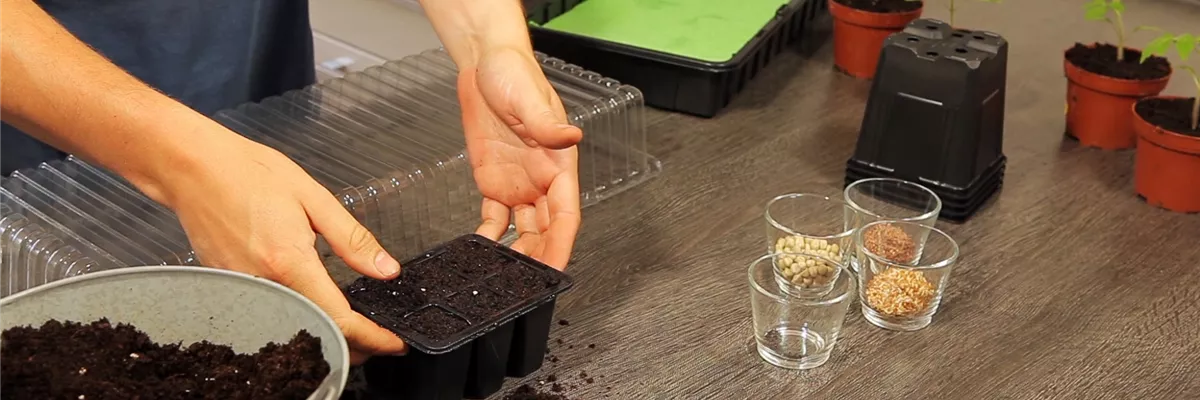 Basilikum - Aussaat und Aufzucht (thumbnail) Basilikum - Aussaat und Aufzucht (thumbnail)