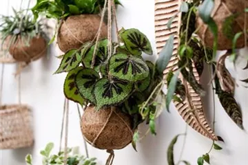 HäNGENDE ZIMMERPFLANZEN! HäNGENDE ZIMMERPFLANZEN!