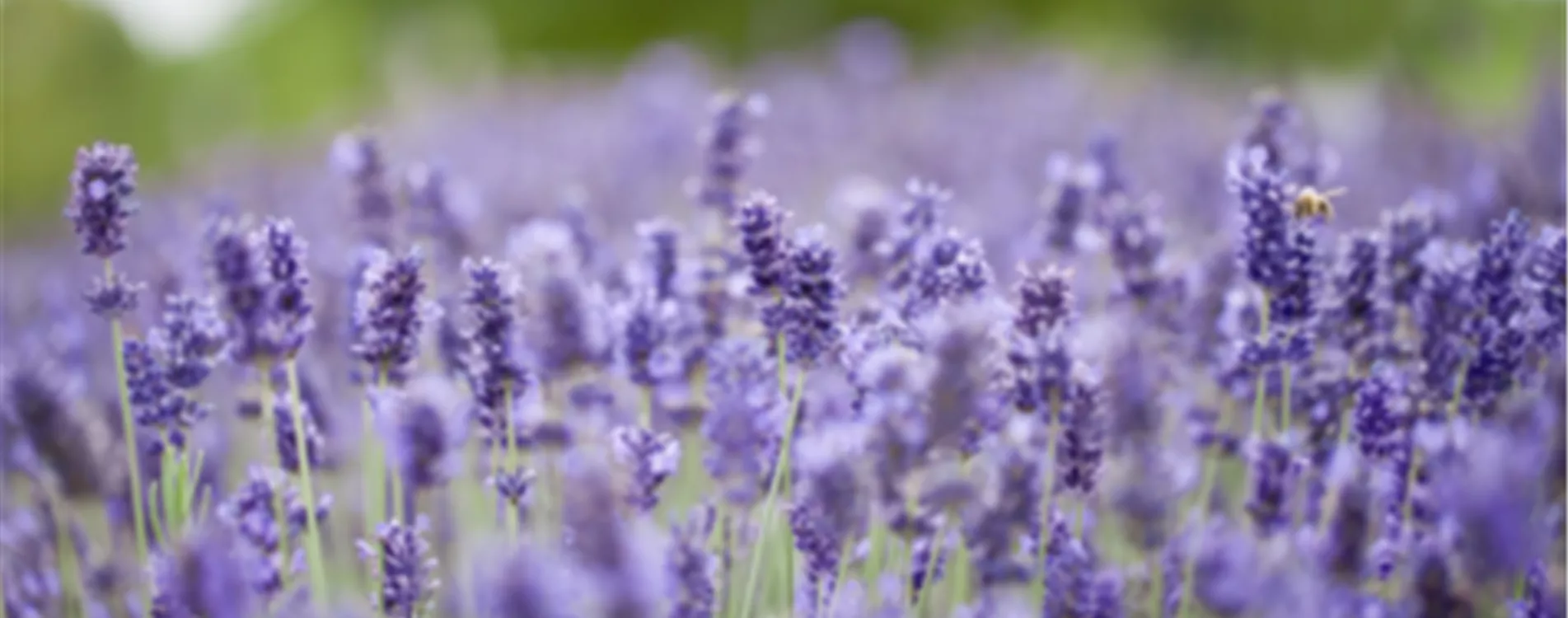 Lavendel