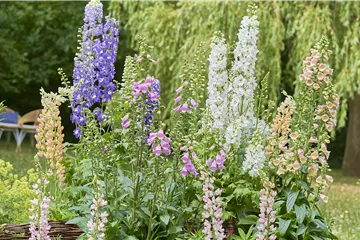 SONNENGARTEN! 